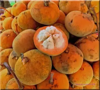 santol